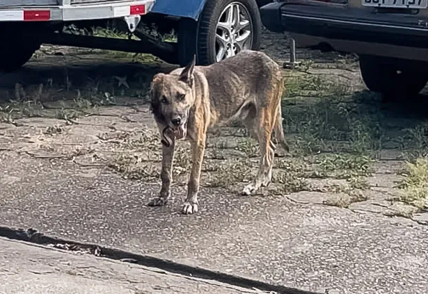 Cão com lesão apodrecida na cabeça é resgatado por intermédio dos Canais Vox no Quitandinha, em Timóteo